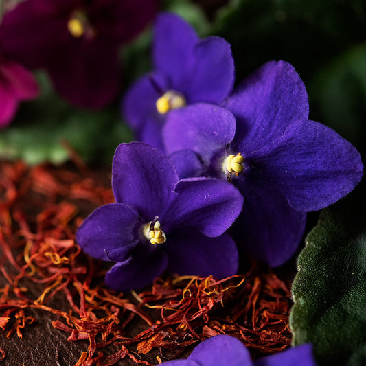 Black Violet & Saffron scented fragrance oil - Wiselyonsoapworks